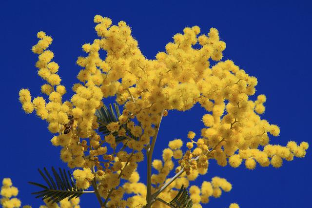 Bouquet de mimosa