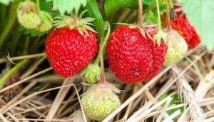 Le fraisier