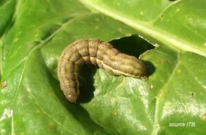 Larve de noctuelle défoliatrice