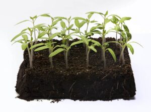 Semis de plants de tomates
