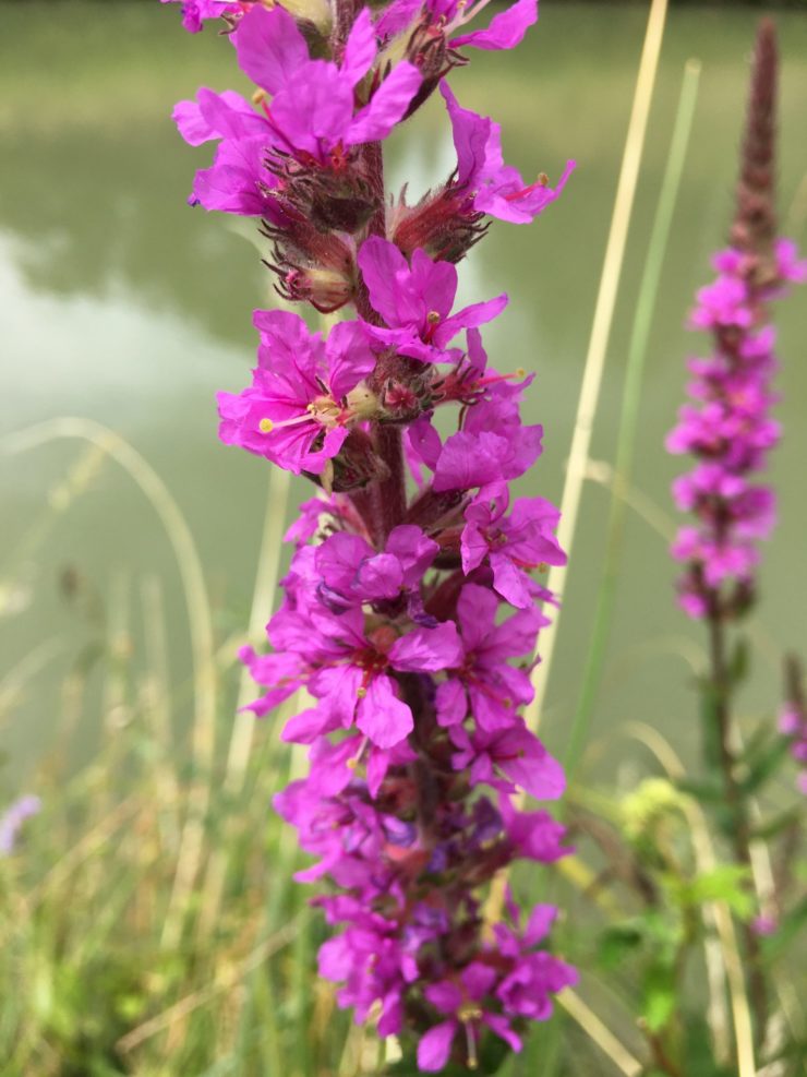 Fleurs de salicaire