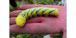 Chenille de sphinx tête de mort