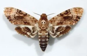 Le sphinx tête de mort