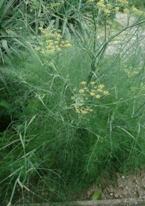 fenouil-officinale