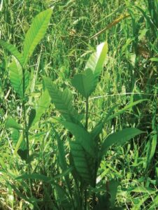 bonafousia