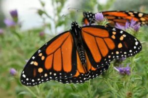 Le-papillon-Monarque-1