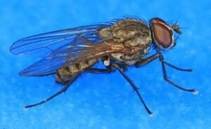 Mouche de l'oignon
