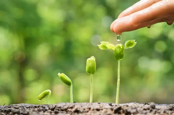 Germination du chou