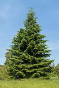La culture d'un sapin en isolé
