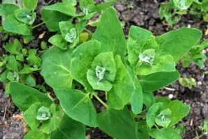Arroche des jardins