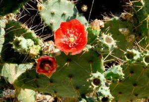 Le figuier de Barbarie en fleurs
