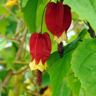 L'abutilon en fleurs