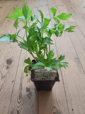 Pied de céleri perpétuel acheté en jardinerie