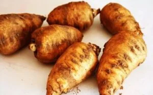 Récolte de tubercules de cerfeuil tubéreux