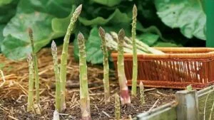 Les asperges