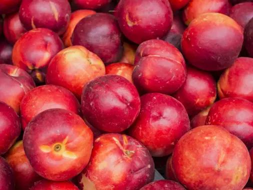 Récolte de nectarines