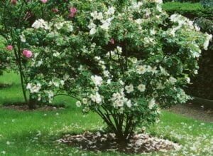 Un rosier arbustif en fleurs