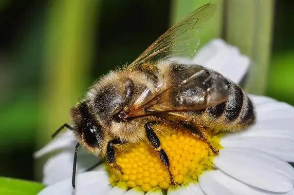 L'abeille est une amie qui travaille pour nous