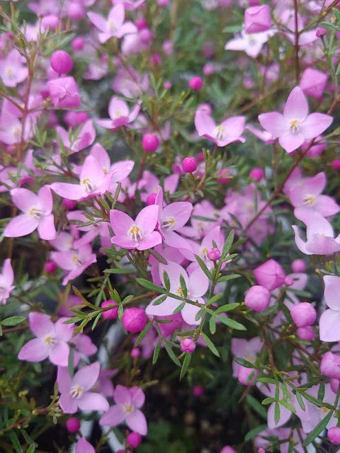 La floraison du boronia