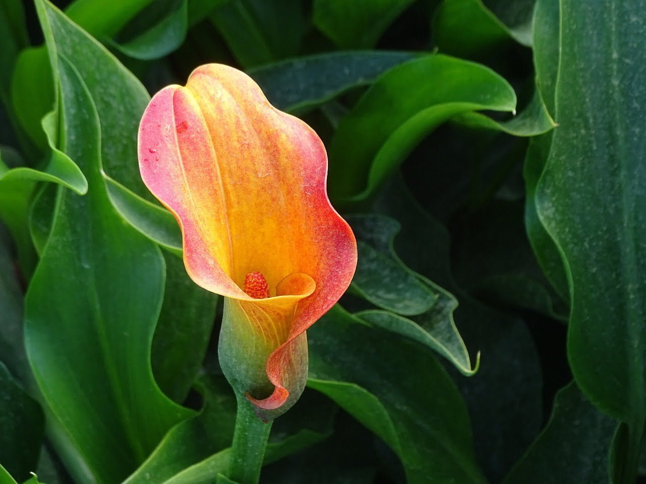 Calla