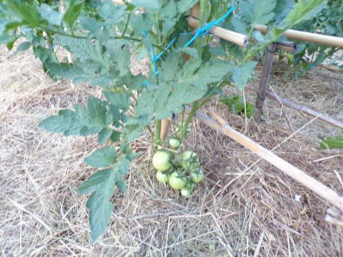 Les tomates