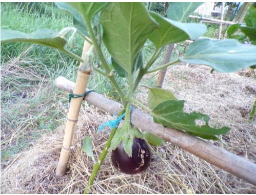 Un pied d'aubergine
