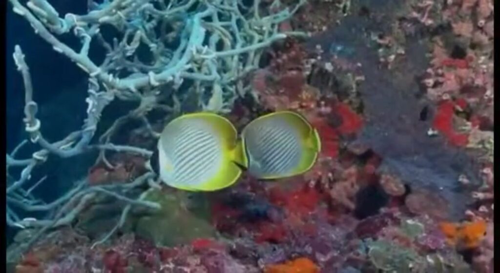 La nature sous-marine
