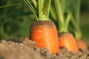Les carottes