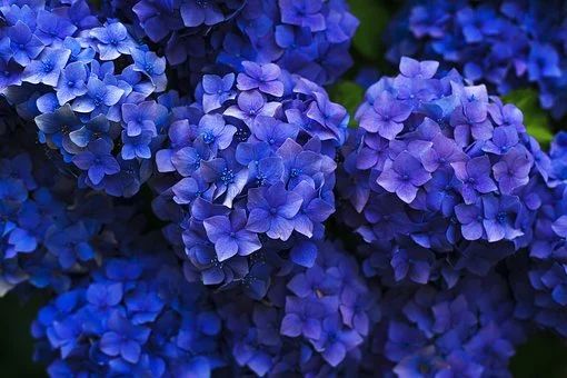 L'hortensia en fleurs