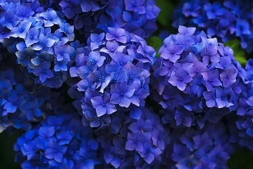 L'hortensia en fleurs