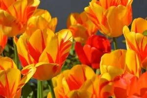 La floraison des tulipes