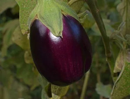 L'aubergine