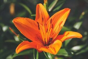 Fleur de lys