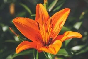 Fleur de lys