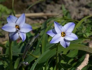 Fleurs de l'étoile du printemps