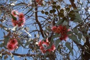 La culture de l'eucalyptus