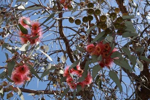 La culture de l'eucalyptus