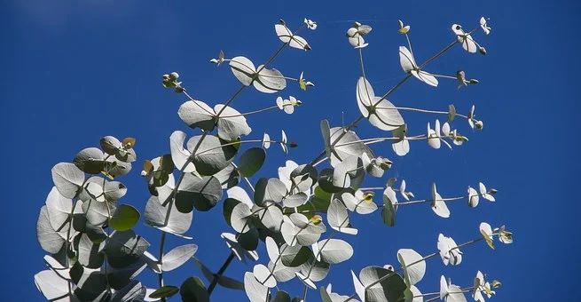 Cultivez de l'eucalyptus