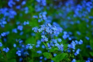 Le myosotis en fleurs