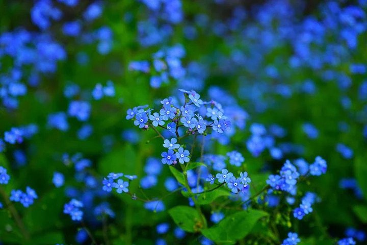 Le myosotis en fleurs