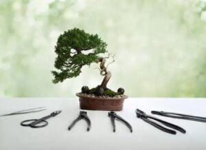 outils-bonsai