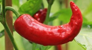 Que faire au jardin du lundi 07 février 2022 au dimanche 13 février 2022 ? Piments