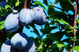 Que faire au jardin du lundi 06 décembre 2021 au dimanche 12 décembre 2021 ? Prunes-sur-arbre-fruitier