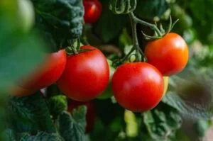 Cultures de la tomate
