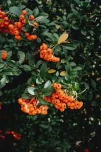 Argousier en fruits