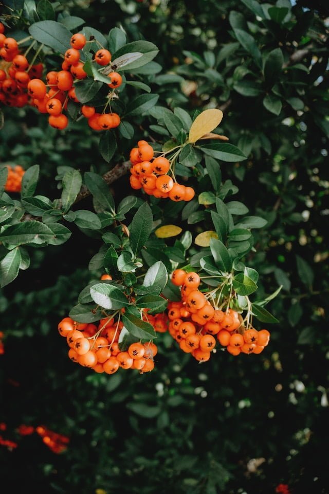 Argousier en fruits
