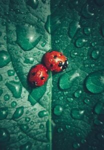 Coccinelles sous la pluie
