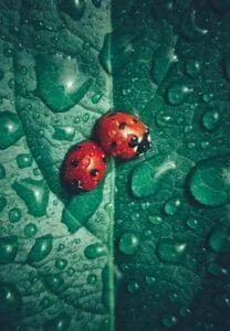 Coccinelles sous la pluie