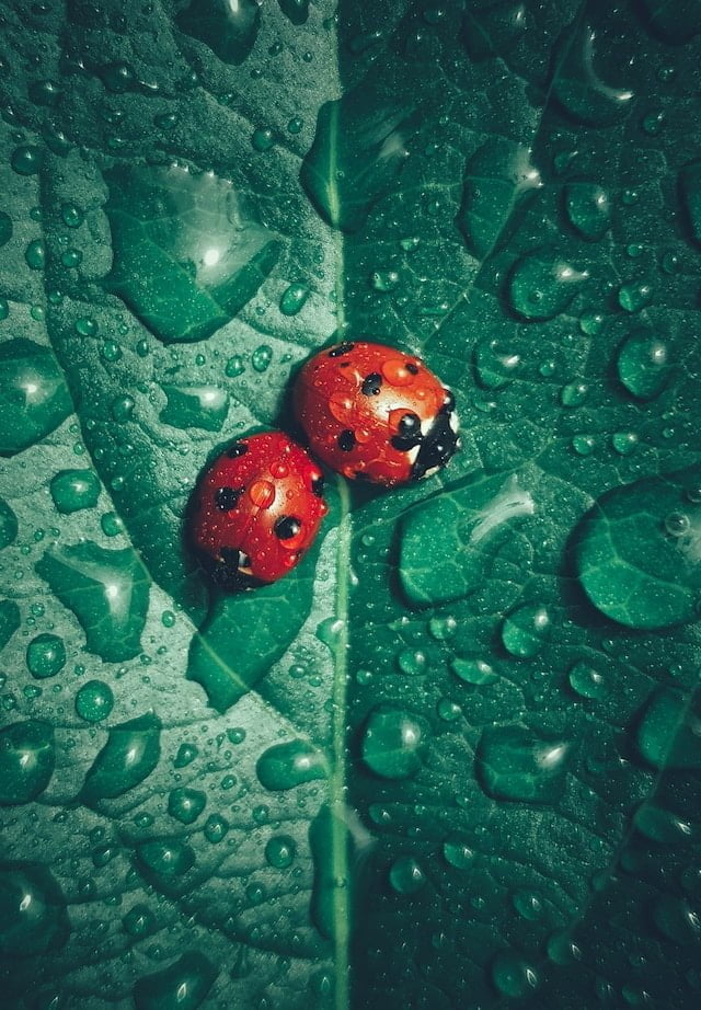 Coccinelles sous la pluie