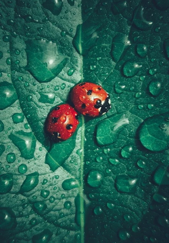 Coccinelles sous la pluie